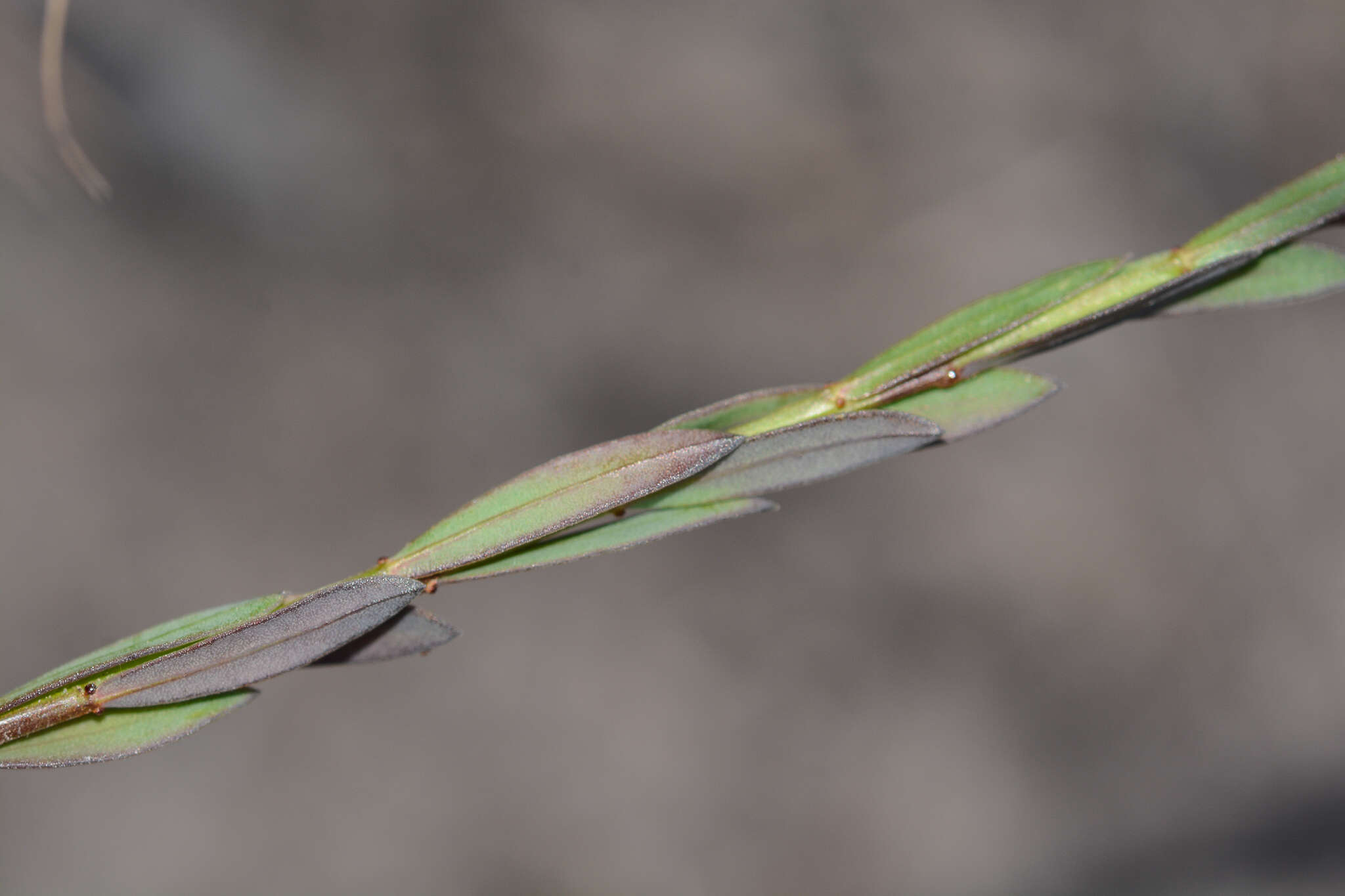 Plancia ëd Linum africanum L.