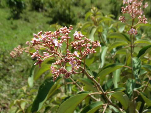 Plancia ëd Conostegia xalapensis (Bonpl.) D. Don