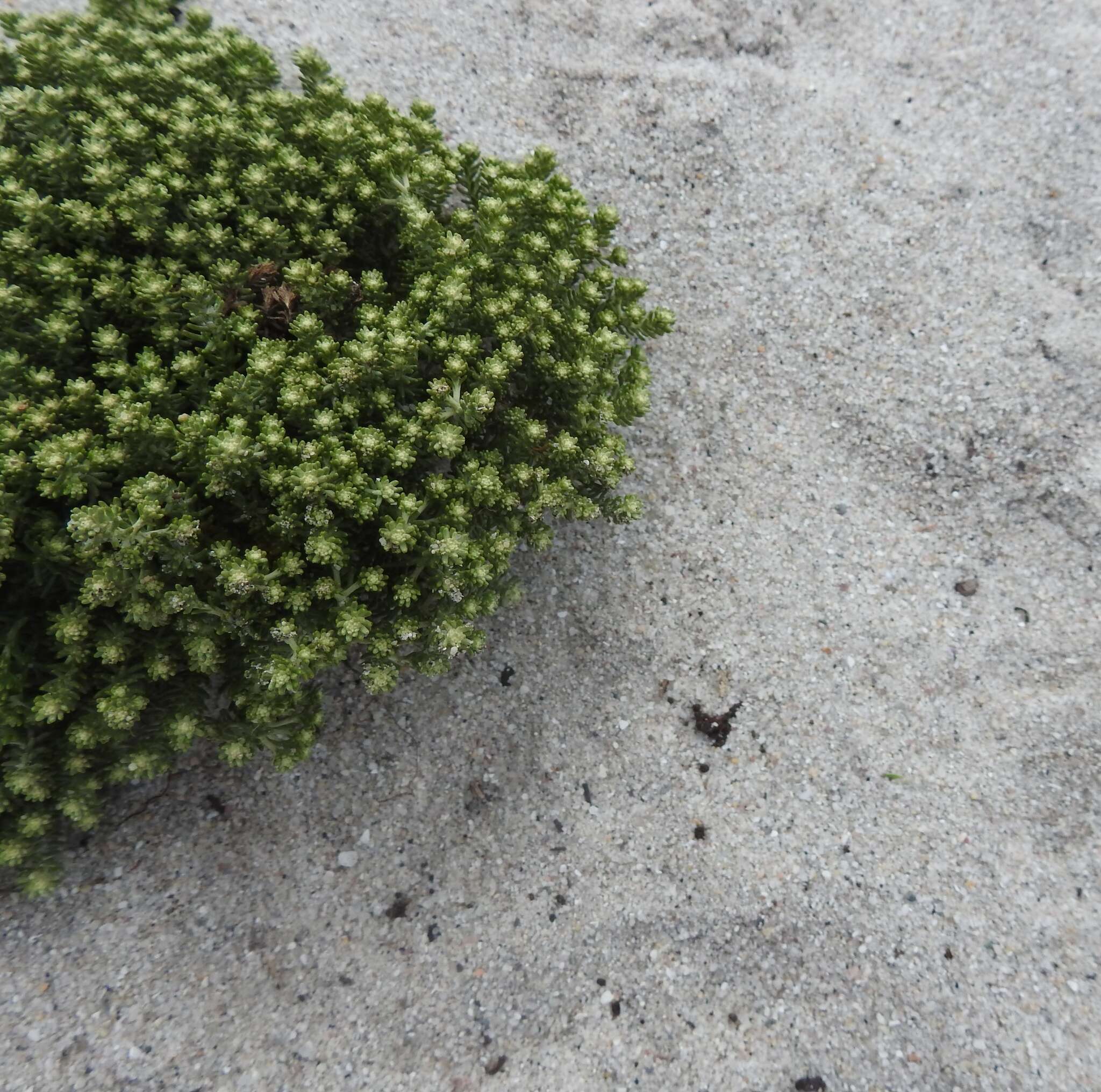 Image of Sand Everlasting