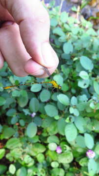 Image of Heteragrion breweri De Marmels 1989