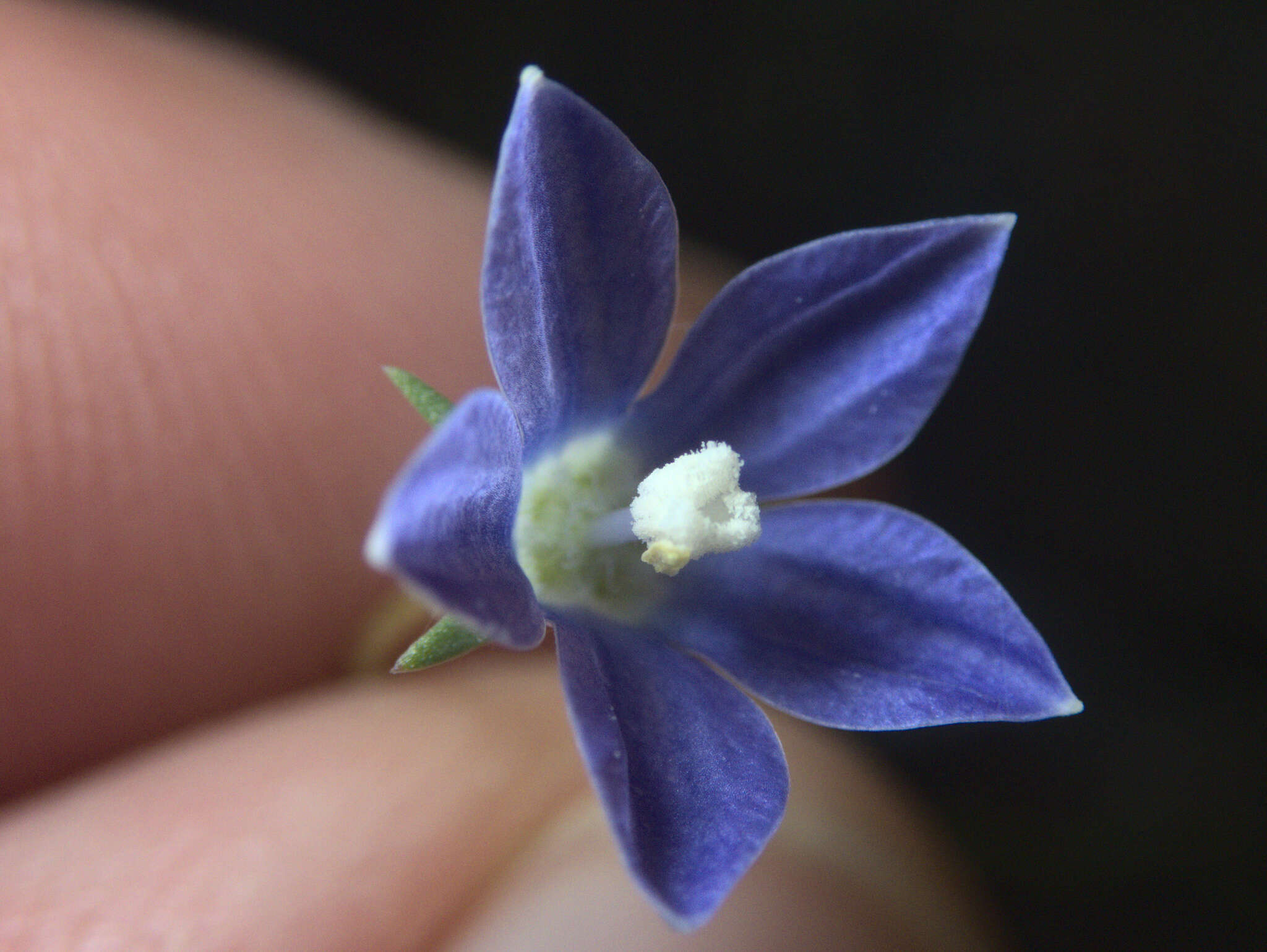 صورة Wahlenbergia violacea J. A. Petterson