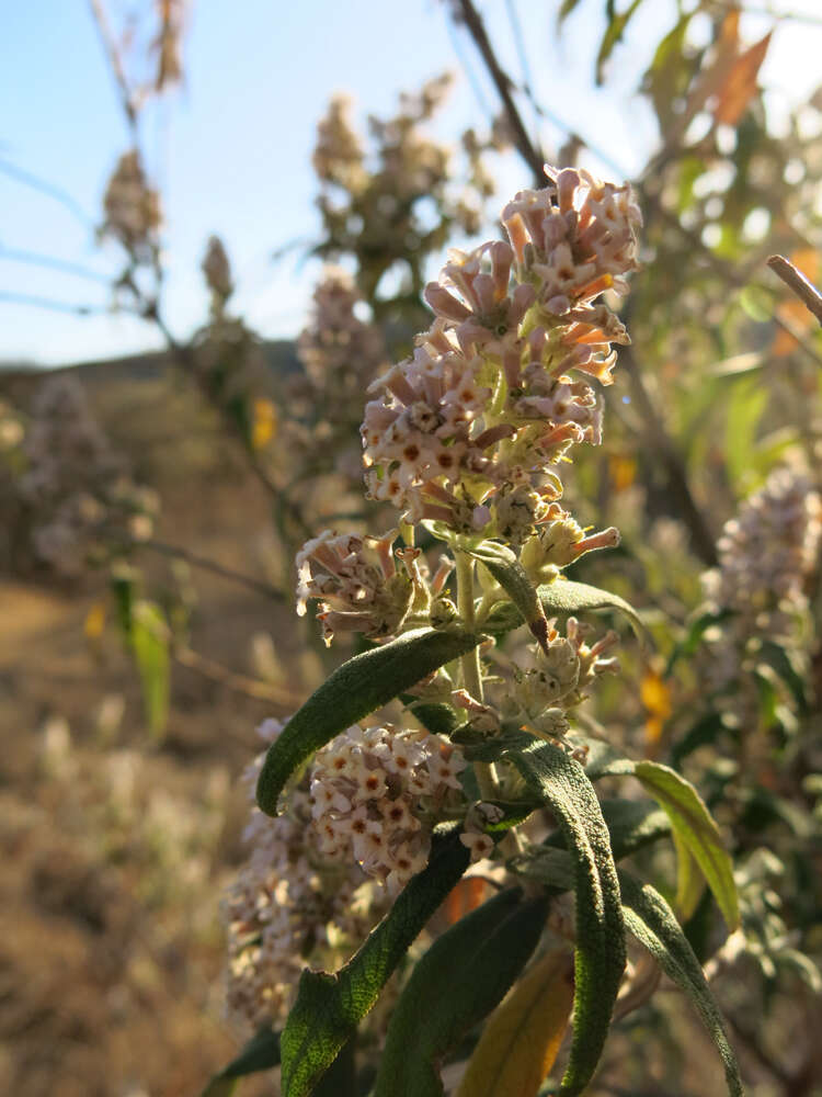 Image of Wild sagewood