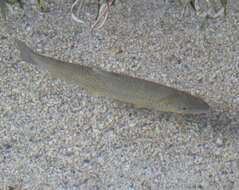 Image of Marbled trout