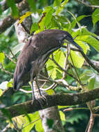 Image of Fasciated Tiger Heron