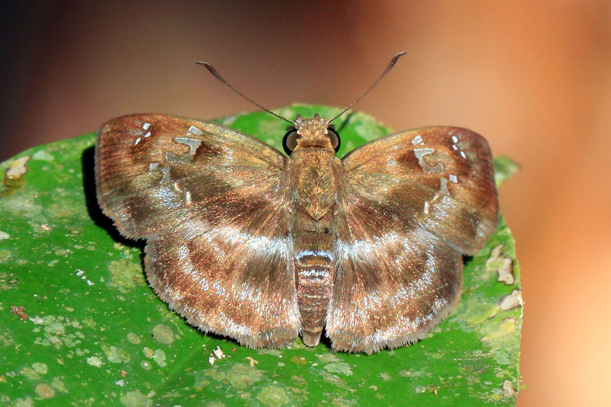 Image of Quadrus cerialis