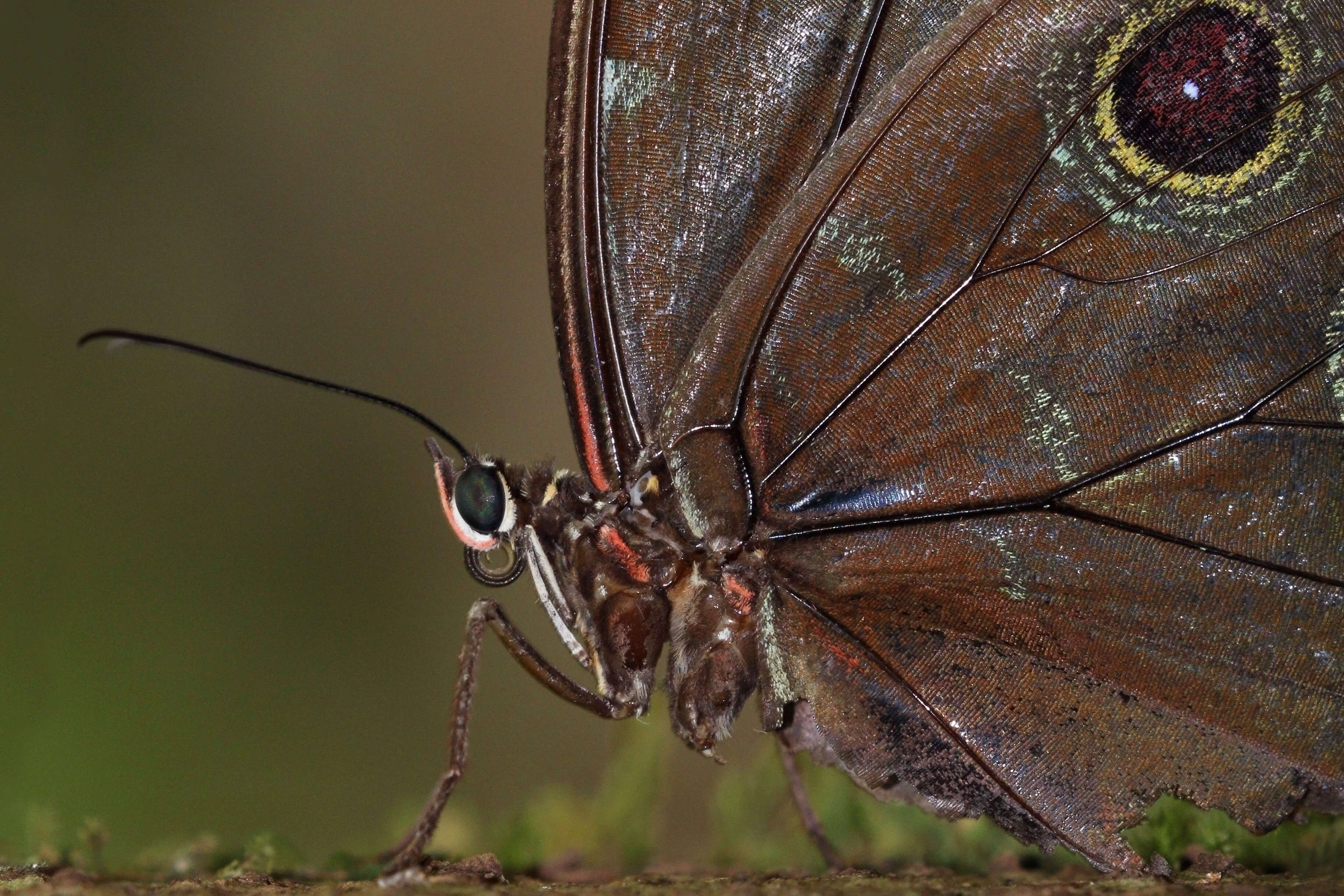 Morpho helenor Cramer 1782的圖片