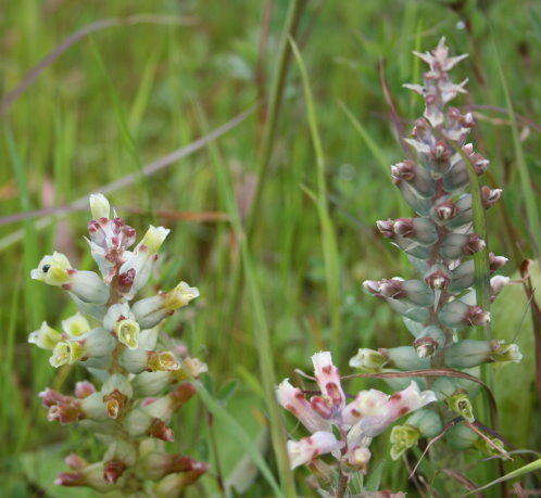 Image of Lachenalia longibracteata E. Phillips