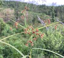 Imagem de Scirpus polyphyllus Vahl