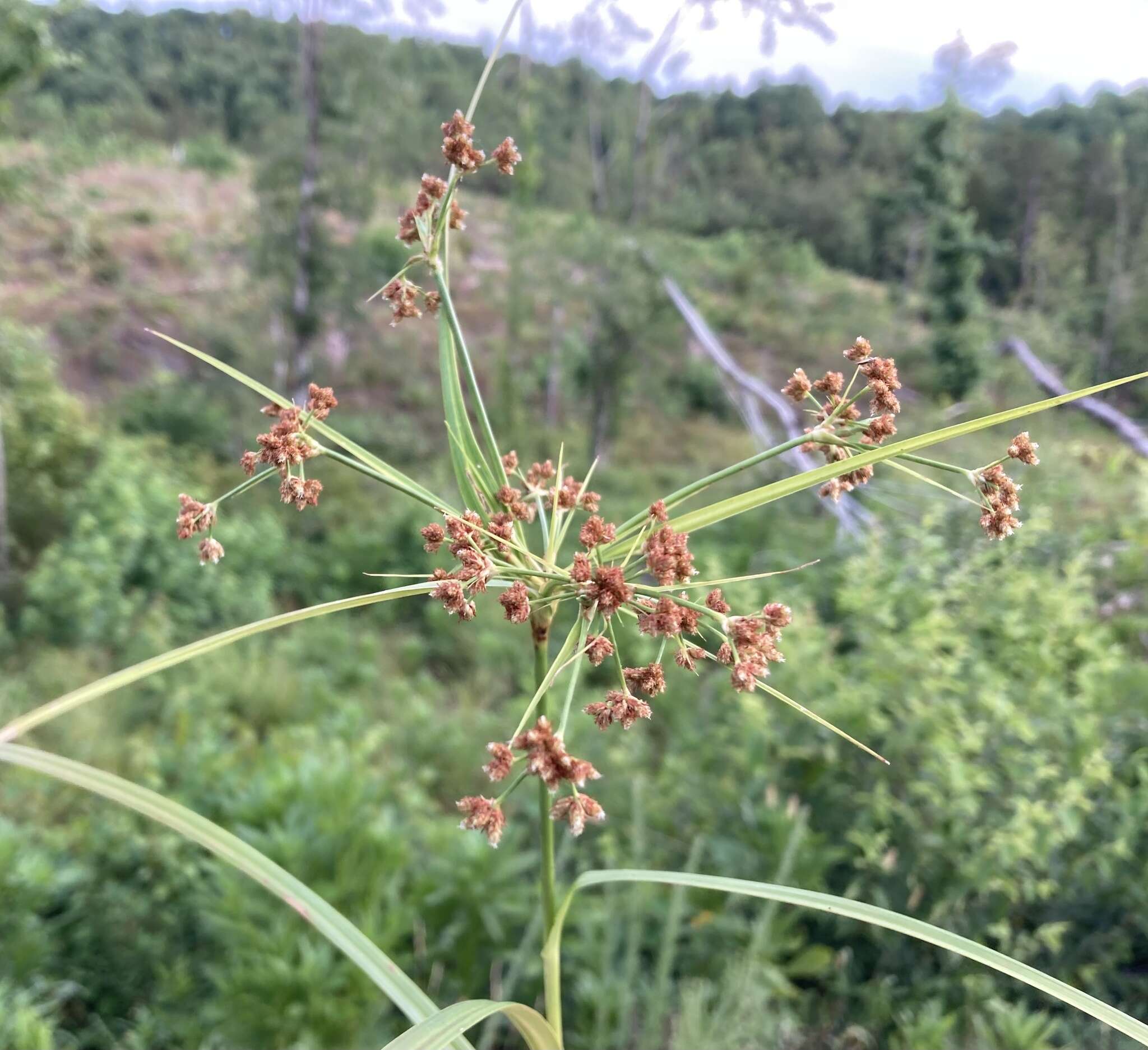 Image of Leafy Bulrush