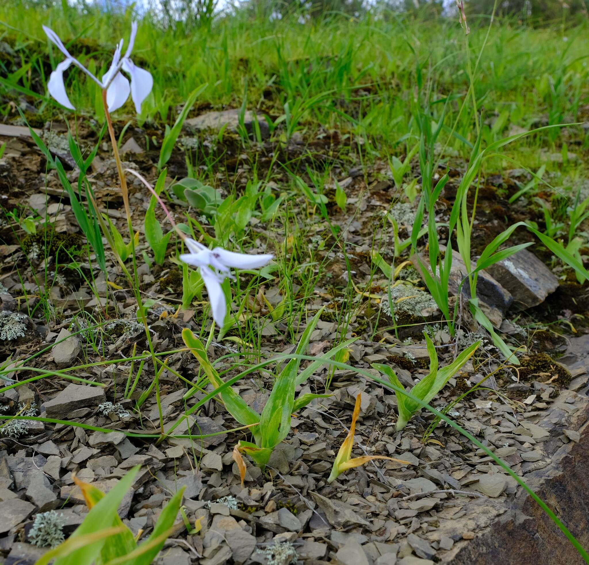 Image of Moraea amabilis Diels