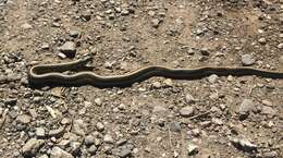 Image of Aquatic Gartersnake