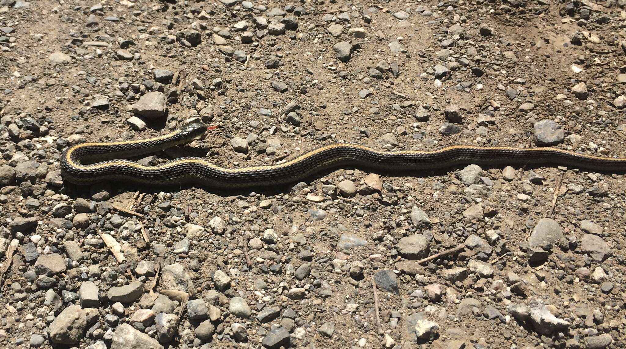 Image of Aquatic Gartersnake