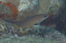 Image of Chain-line wrasse