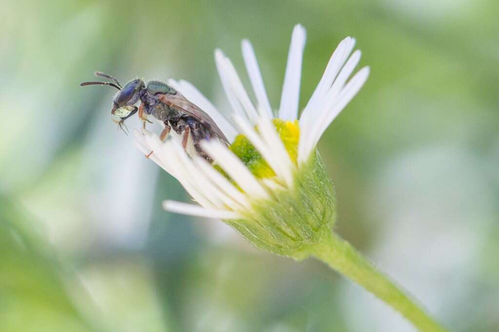 Image of Lasioglossum urbanum (Smith 1879)