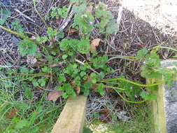 Image of Lamium confertum Fr.