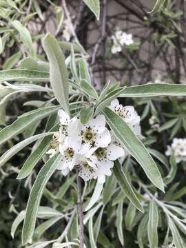 Plancia ëd Pyrus salicifolia Pall.