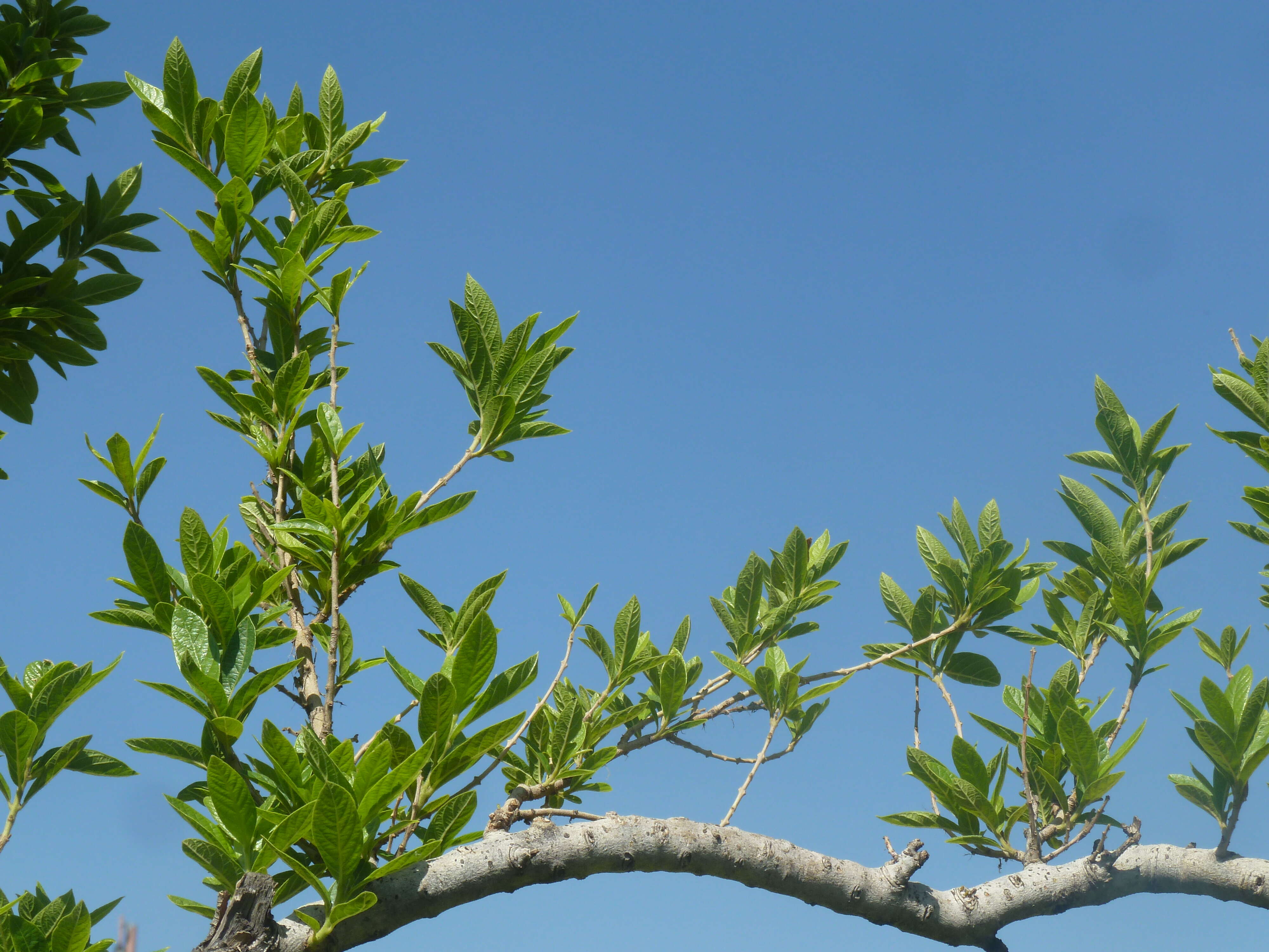 Imagem de Combretum erythrophyllum (Burch.) Sond.