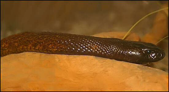 Image of inland taipan