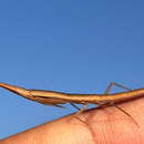 Image of Grass Mantid