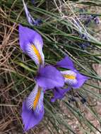 Plancia ëd Iris unguicularis Poir.