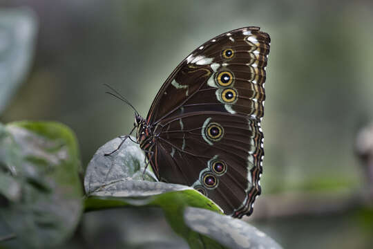 Image of Morpho achilles phokylides Fruhstorfer