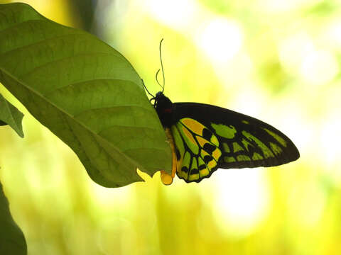 Plancia ëd Ornithoptera croesus Wallace 1859