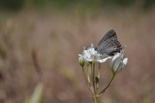 Image of California Hairstreak