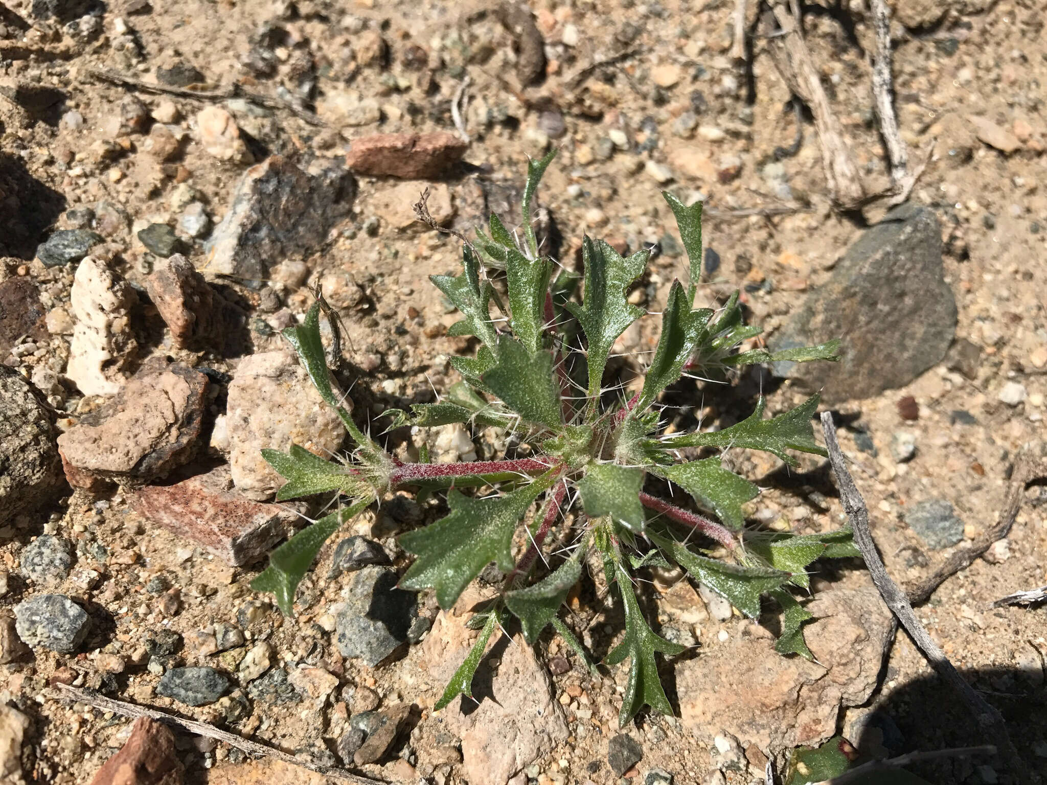 Image of Great Basin langloisia