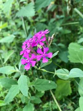 Image of Atocion armeria (L.) Fourr.