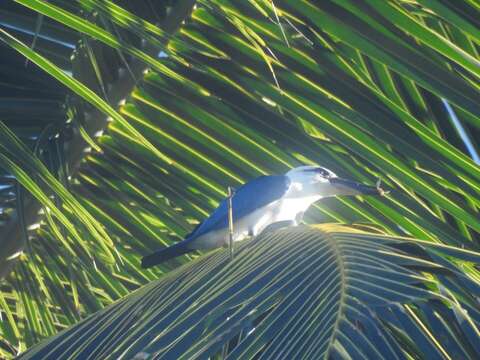 Image of Beach Kingfisher