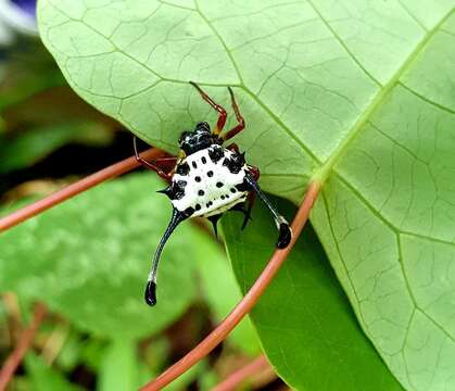 Image of Gasteracantha janopol Barrion & Litsinger 1995