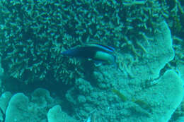 Image of Bicolor Cleaner Wrasse