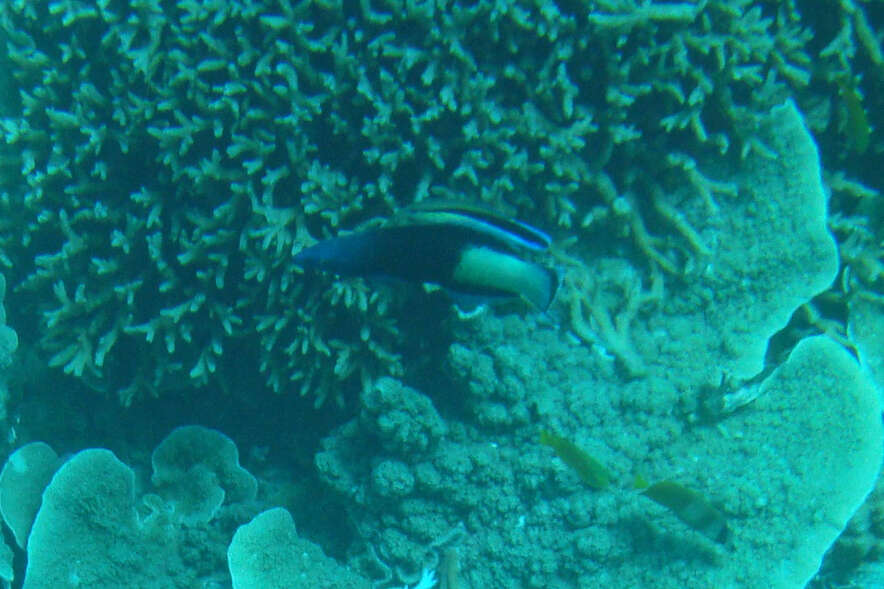 Image of Bicolor Cleaner Wrasse