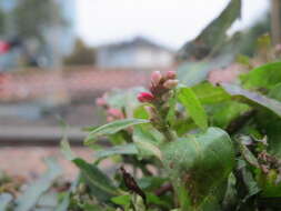 Image of Dock-Leaf Smartweed