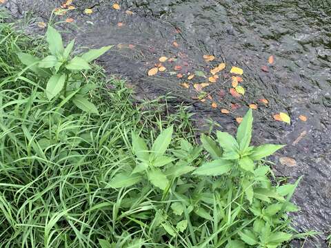 صورة Ludwigia erecta (L.) Hara