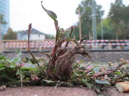 Image of Dock-Leaf Smartweed