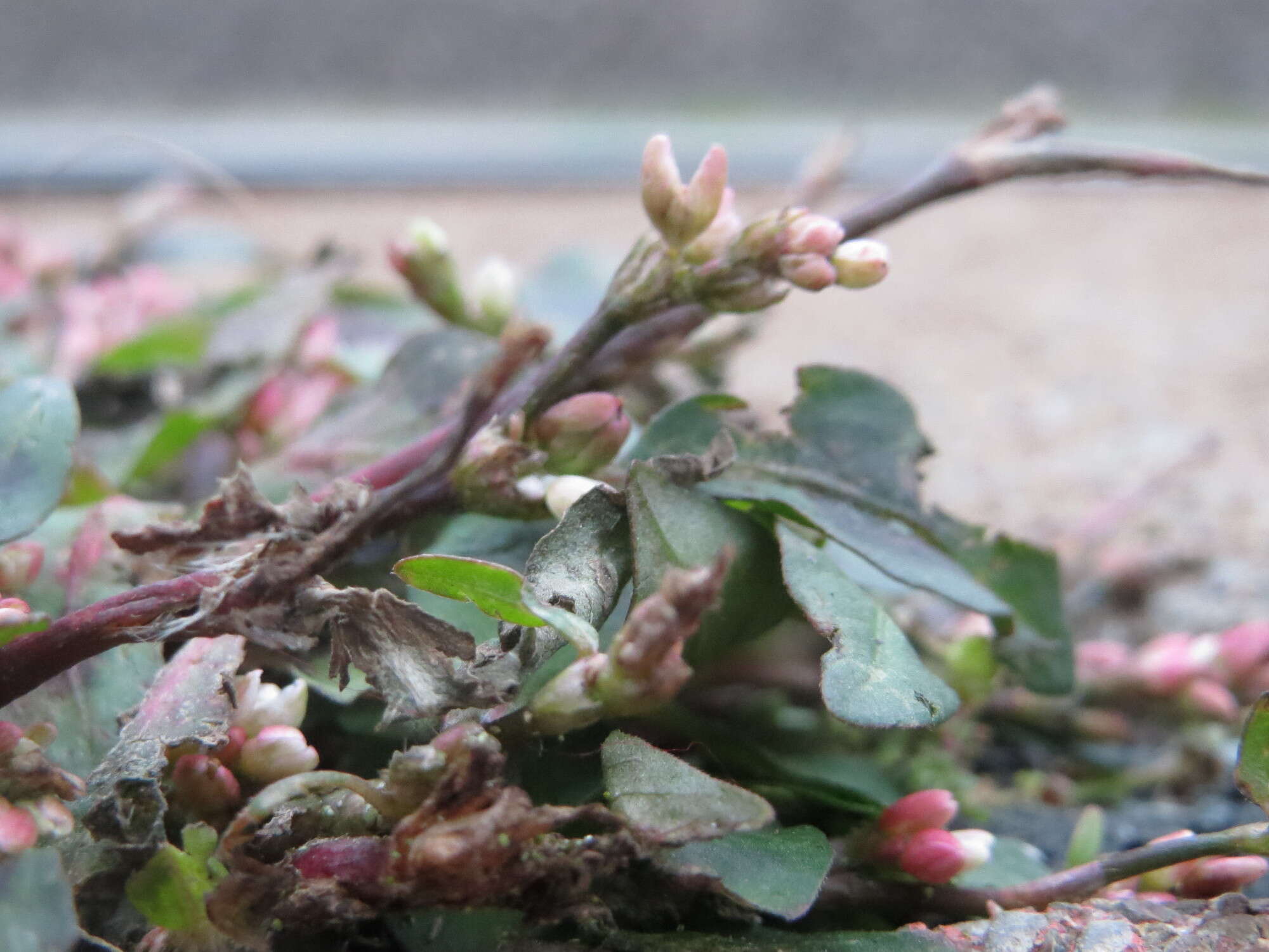 Image of Dock-Leaf Smartweed