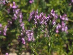 Image of Thymbra spicata L.