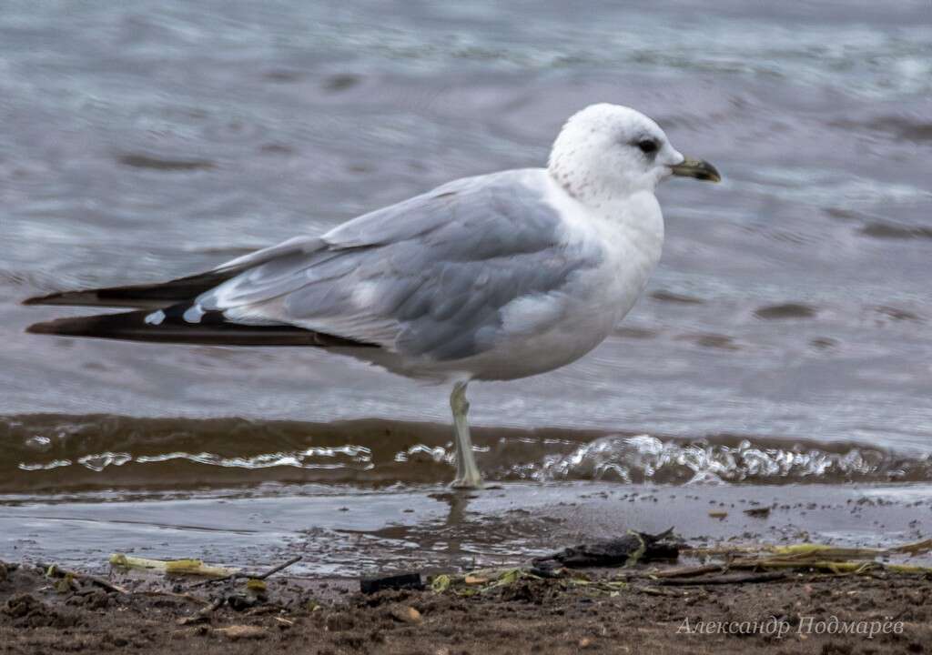 Image of common gull