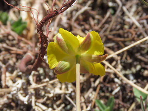 Image of Ranunculus gramineus L.