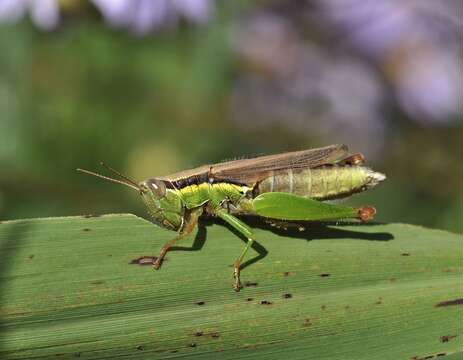 صورة Oxya maritima Mistshenko 1951