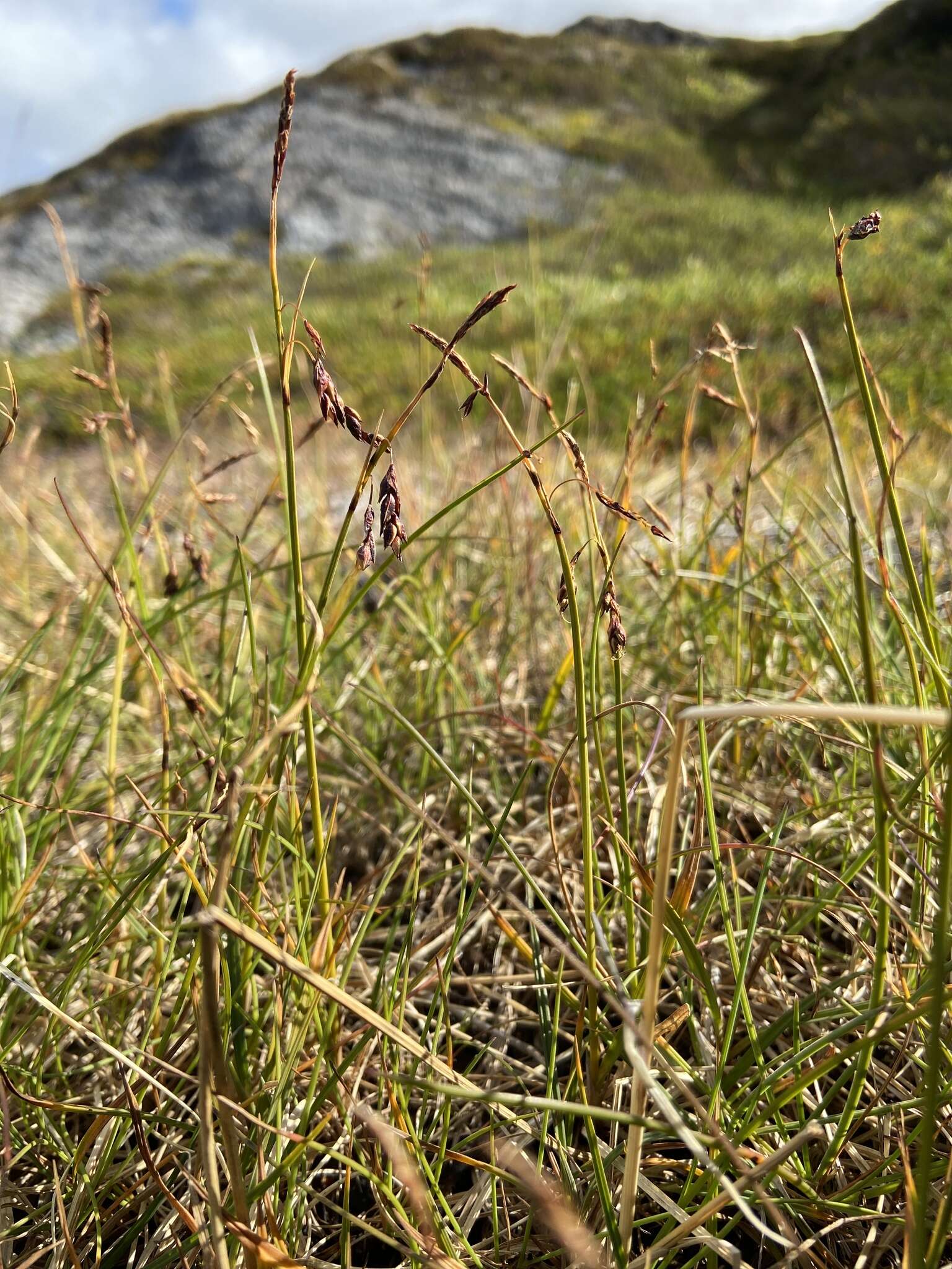 Image of Loose-flowered alpine sedge