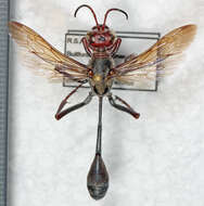 Image of Ammophila vulcania du Buysson 1897