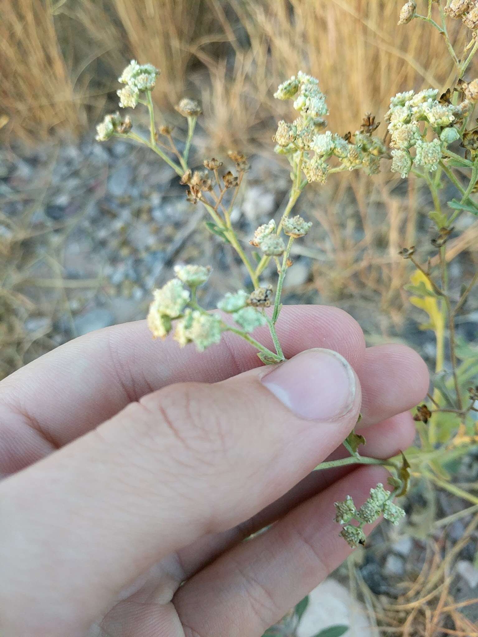 Image of Gray's feverfew