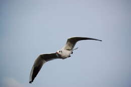 Image of Black-headed Gull