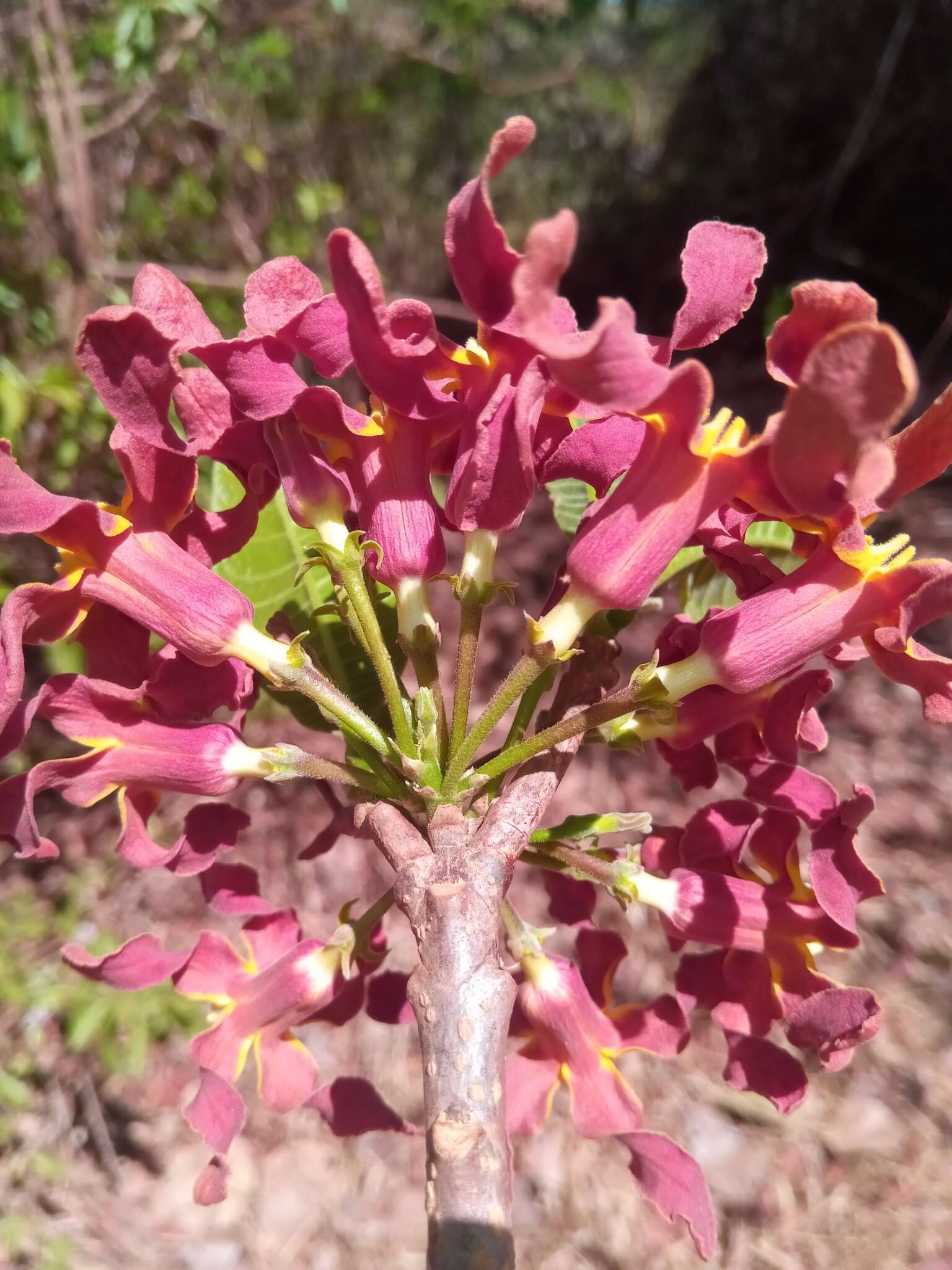 Image de Strophanthus boivinii Baill.