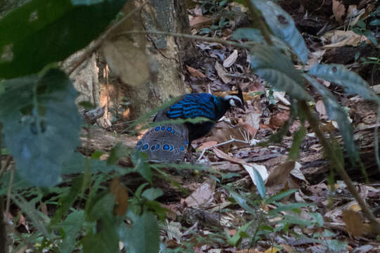 Image of Napoleon's Peacock-pheasant