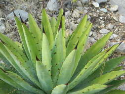 Agave macroacantha Zucc. resmi