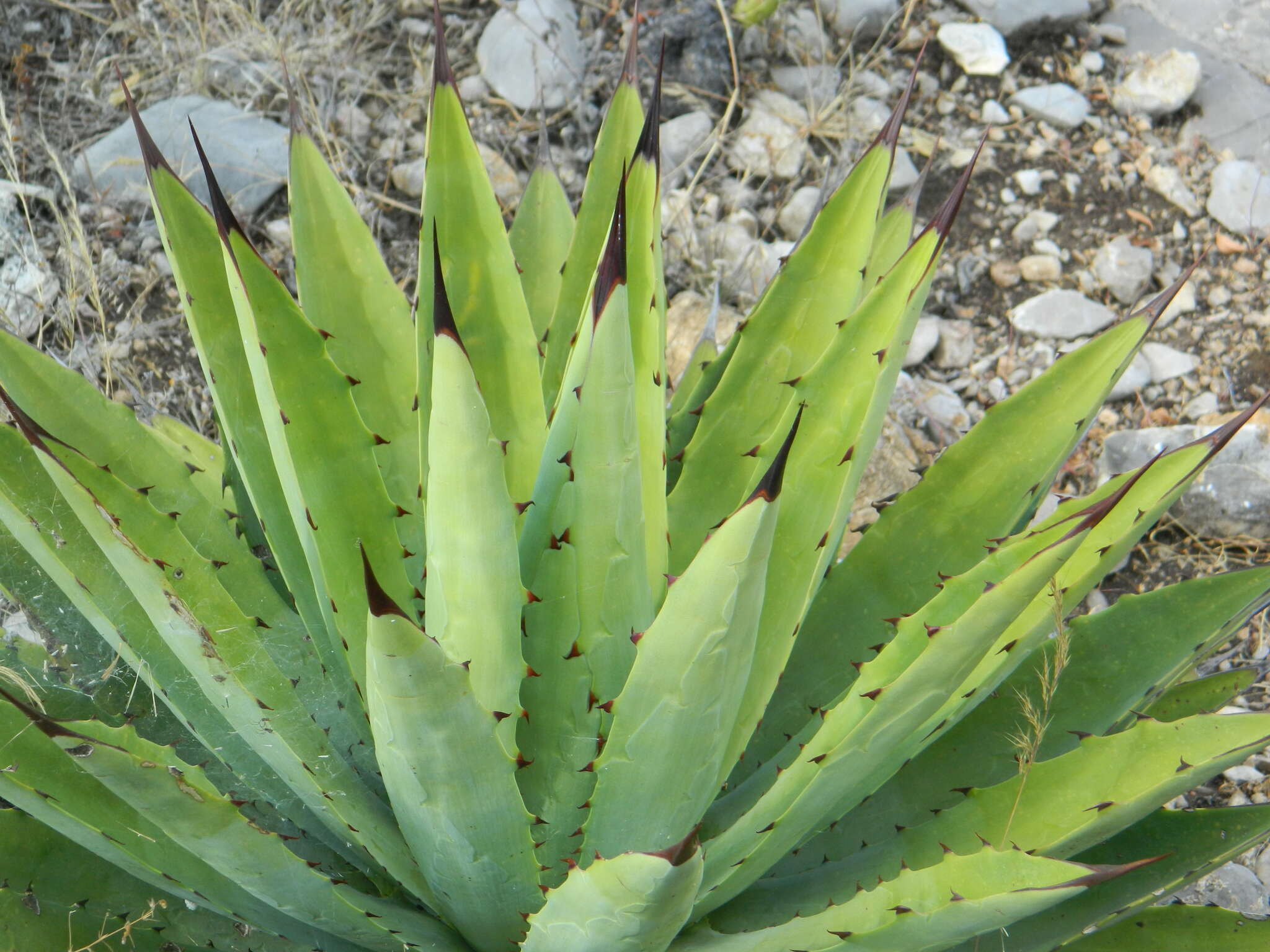 Agave macroacantha Zucc. resmi