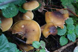 Image of Honey Fungus